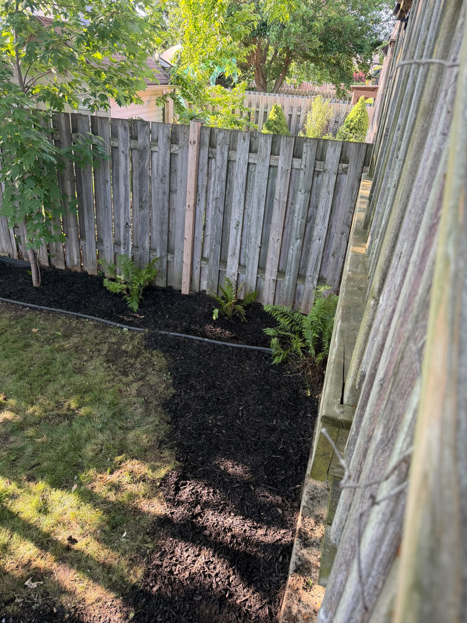 Overgrown Garden Bed Before Cleanup